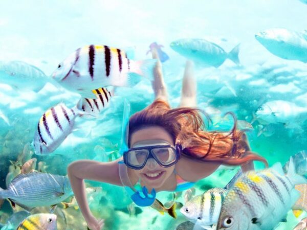 Hurghada: Speedboat Dolphin Watching And Snorkeling Tour