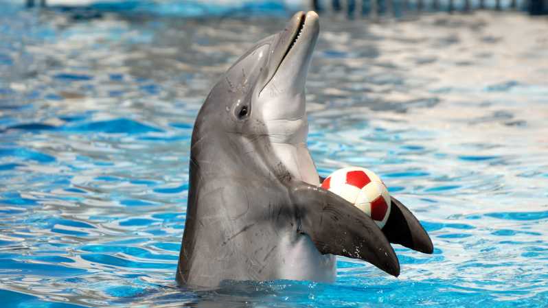 Hurghada: 2 In 1 Trip Dolphin World Show And Mini Egypt Park With Transfers