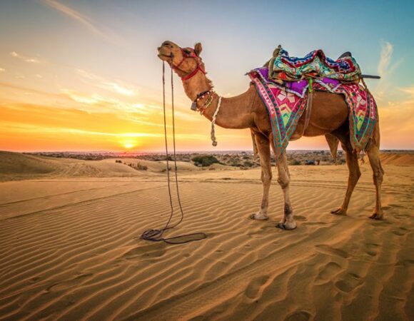 Sharm El Sheikh: Camel Ride & Bedouin Tea