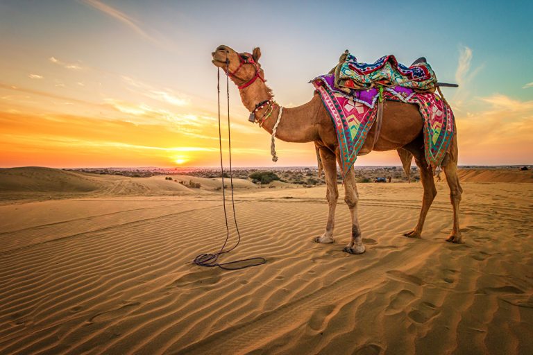 Sharm El Sheikh: Camel Ride & Bedouin Tea