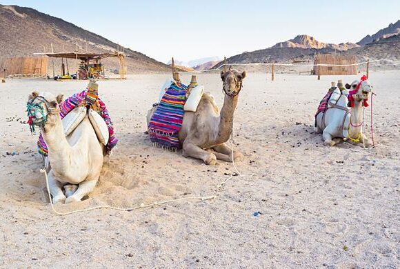 Marsa Alam: Sunset Quad Bike & Safari Tour BBC Dinner And Desert Show