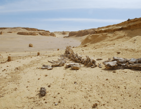 From Cairo: Valley Of Whales And Wadi El Rayan Water Falls Day Tour