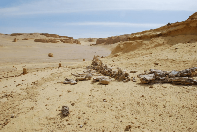 From Cairo: Valley Of Whales And Wadi El Rayan Water Falls Day Tour