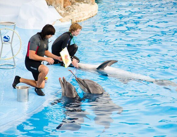 Hurghada: Dolphin World Show Tickets And Transfers