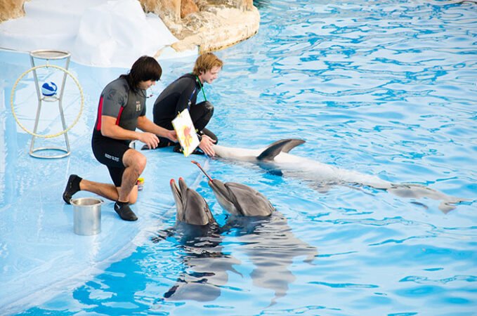 Hurghada: Dolphin World Show Tickets And Transfers