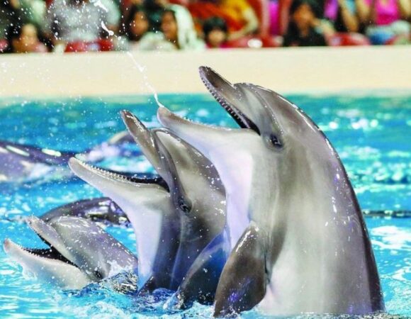 Soma Bay: 2 In 1 Trip Dolphin World Show And Mini Egypt Park With Transfers