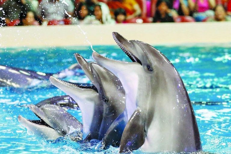 Soma Bay: 2 In 1 Trip Dolphin World Show And Mini Egypt Park With Transfers