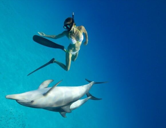 Makadi Bay Dolphin House: Unforgettable Snorkeling Adventure with Lunch