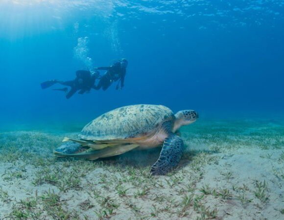 Soma Bay: Diving Tour With Lunch & Two Dive Sites