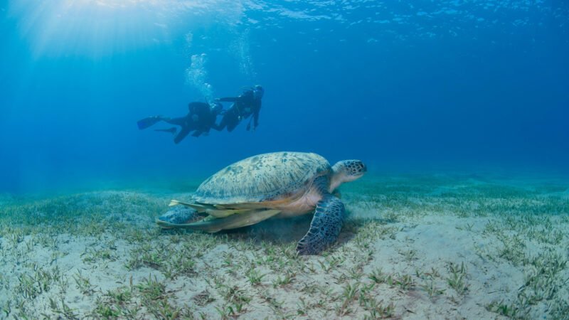 Soma Bay: Diving Tour With Lunch & Two Dive Sites