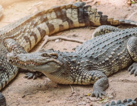 Sharm El Sheikh: Crocodile Show