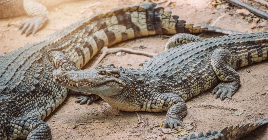 Sharm El Sheikh: Crocodile Show